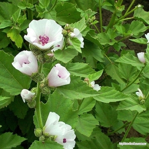 Marshmallow Plant