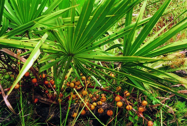 Does saw palmetto cause breast enlargement