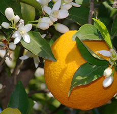 Orange (Sweet) Essential Oil 15 ml